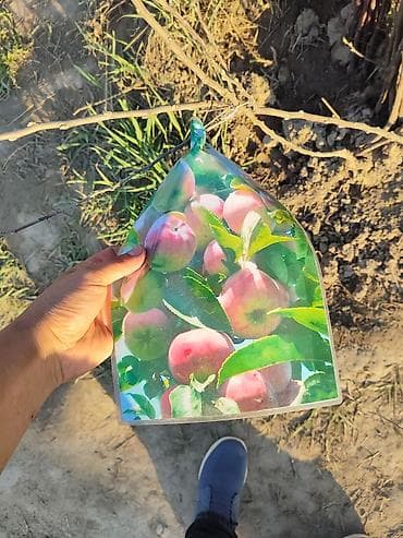 яблоки куплю: Ассалому алейкум! жамаат срочно распродажа🔥🔥🔥 сезонго 20 Кун — 3