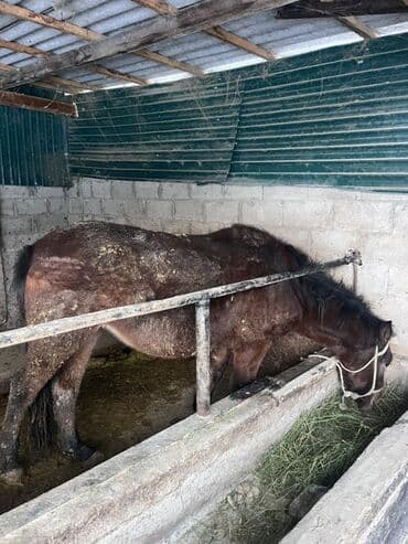 домик собаки: Продаю | Кобыла (самка) | На забой | Мерин — 1