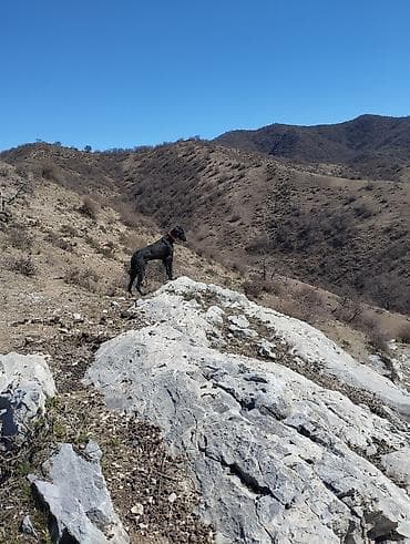 Үй жаныбарлары: Порода: тайган Сары Кыз 1жаш учар 2жаш Предлагаются собаки с рабочими — 2