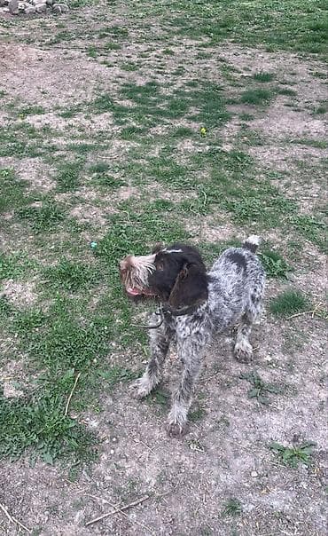 кон: Щенок жесткошерстной легавой (грифон/дратхаар‑типа) с характерной — 1