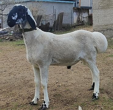 Продаю | Баран (самец)