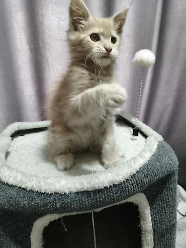милые котики: Впервые в городе Ош чистокровный Котёнок породы Мейн-кун, окрас — 3