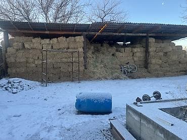 Корма для с/х животных: Клевер 1000 тюк — 1