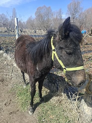 бишкек ит базар: Сатам | Тай | Жумушка — 4