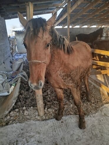 Айыл-чарба жаныбарлары: Сатам | Бээ (ургаачы) | Жумушка | Мерин — 3