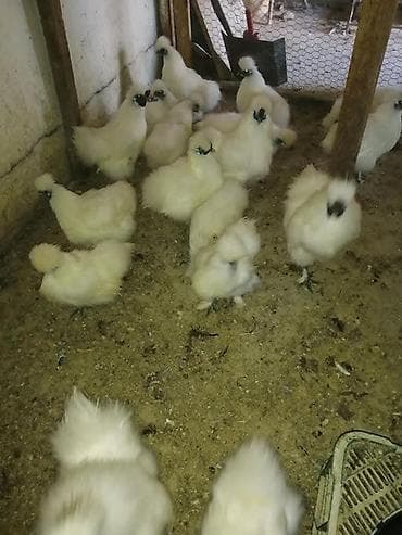 цыплят бройлер: Продам шелки кур петух — 1