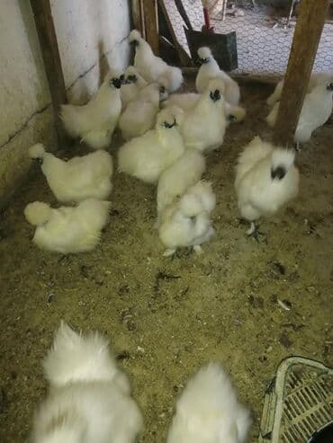 Продам шелков