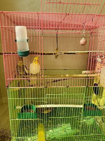 сколько стоят говорящие попугаи: Продаю попугаев пара желтый самец зеленная самка пара уже выводили — 3