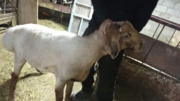 Грызуны: Продаю | Баран (самец) | На забой — 2