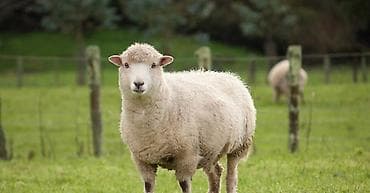 Услуги ветеринара: Продаю | Овца (самка) | Арашан | На забой | Племенные — 1