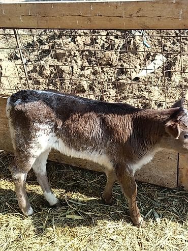 торпое: Продаю | Музоо, торпок | Бельгийская — 2