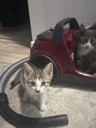 Үй жаныбарлары: Котята домашние, короткошёрстные, окрасы: серо-белый биколор и — 10