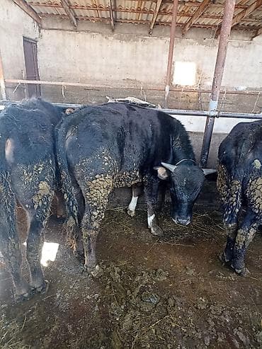 водолаз собака цена: Продаю | Бык (самец) | Полукровка | На откорм | Привязанные — 2