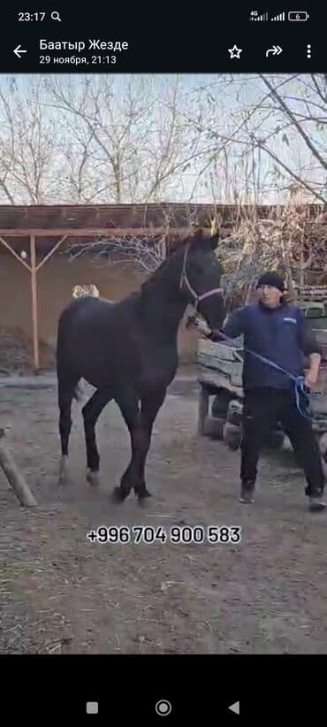 усыпление животных бишкек: Продаю | Конь (самец) | Конный спорт — 2