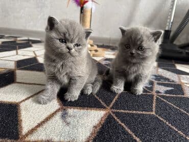 манчкин бишкек: Шотландские котята (вислоухие/страйт) серого (blue) окраса - Плюшёвая — 5