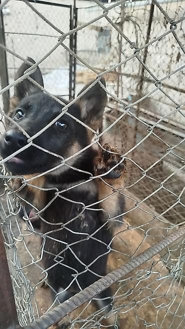 гуси линда: Щенок немецкой овчарки - Окрас: классический черно‑подпалый. - — 3