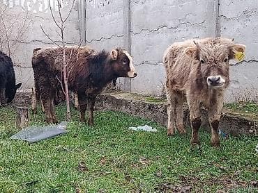 все для животных: Продаю | Музоо, торпок | Полукровка | Для разведения — 5