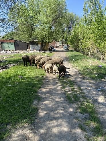 живые дрожи: Продаю | Овца (самка), Ягненок — 1