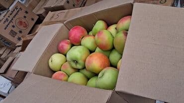 продам яблоки на переработку: Яблоки — 4