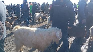 купить дойную козу: Продаю | Козёл (самец) | Зааненская — 1