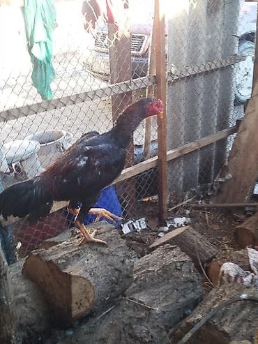курици: Продаю | Петух | Бойцовая | Для разведения — 4