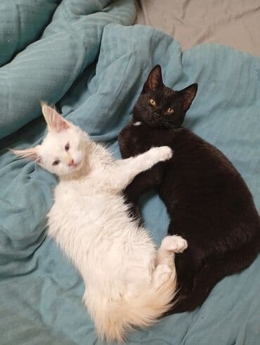 ориентальные котята купить: Кошка даром: Беспородная, 3 месяца, Девочка, Приучена к лотку — 4