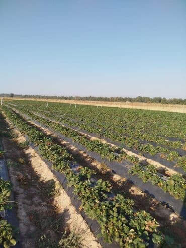 срочно продаю в связи с переездом: 400 соток, Для сельского хозяйства — 3
