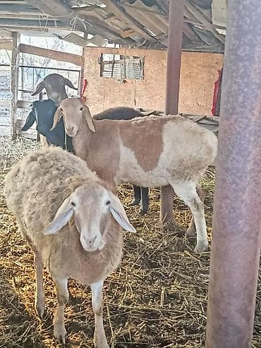 А/ч жаныбарларын сатып алам: Сатам | Ургаачы кой (ургаачы) | Аргын | Көбөйтүү үчүн | Ургаачы — 1