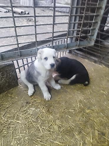 Продажа собак: Шикарные Щенки САО . Среднеазиатской Овчарки ХОРОШИХ КРОВЕЙ !!! — 6