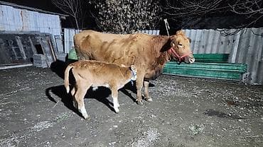 ат байтал: Продаю | Корова (самка) | Для разведения | Привязанные — 3