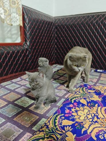 собачий домик: Скотишстрайт - Породные черты: плотный плюшевый мех, круглые — 5