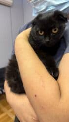 сколько стоит вислоухий котенок: Скотиш Фолд (Шотландиялык шалпаң кулак), 6 айлык, Ургаачы, Кара, Лотокко барууга үйрөтүлгөн — 3