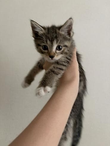 кел кел: Котята подкидыши 
Приручены к лотку — 5