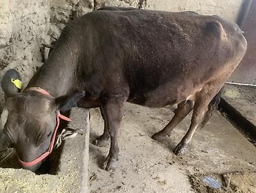 мышык сатам: Сатам | Уй (ургаачы) | Сүт алуу үчүн — 2