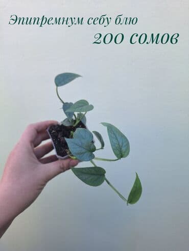 покупка деревьев: ● Комнатные растения (укоренённые черенки, молодые растения, взрослые — 12