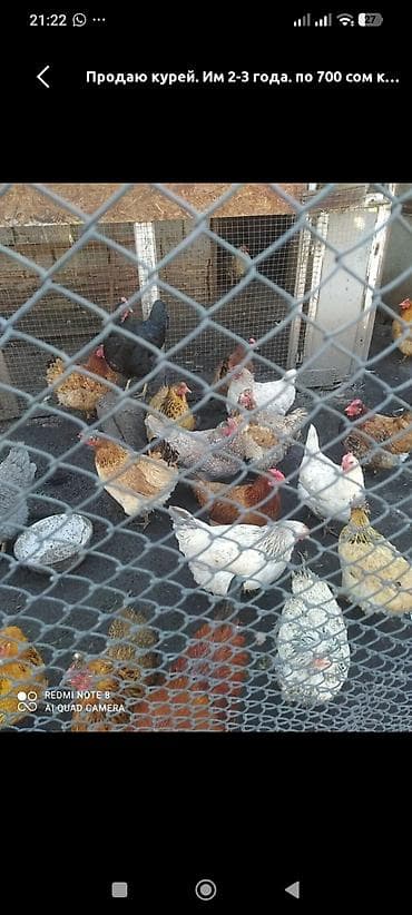 куры на убой: Продаю | Куры | Домашняя | Для разведения — 1