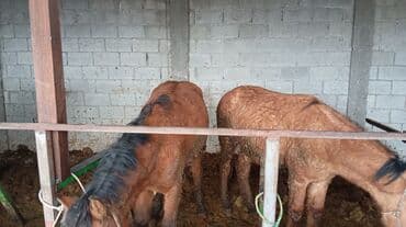 куда отдать собаку бишкек: Продаю | Кобыла (самка), Жеребец | На забой | Племенные — 3