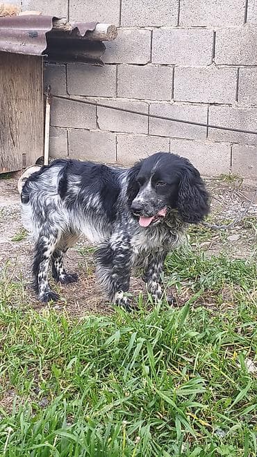 швицкая порода: Английский кокер-спаниель, черно-пегий (blue roan). Средний размер — 2