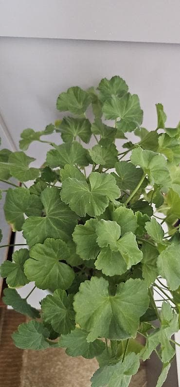 герань сортовая купить: Пеларгония (герань комнатная) в декоративном кашпо - Пышный куст с — 1