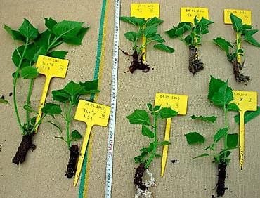 купить орхидею: Павлония черенки Павлония "Кут дарагы" тамыр калемчелери быстро и — 6