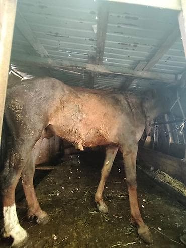 лошадь на прокат: Продаю | Жеребец | Рабочий — 2