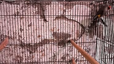 попугай даром: Щегол кардинальчик (простух) — певчие птицы с ярким оперением: - — 3