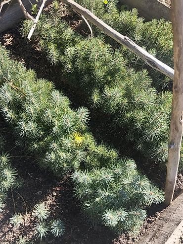 грохус удобрение состав: Саженцы ели голубой (Picea pungens glauca) из школьной грядки. - Тип — 2