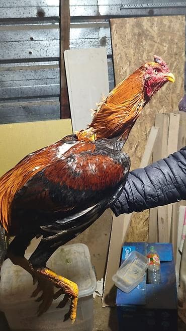 Продаю | Петух | Для разведения at lalafo.kg Продаю | Петух | Для разведения