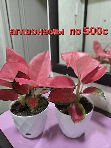 ниже: Композиции из кактусов и суккулентов в горшках - Наборы мини-кактусов — 7