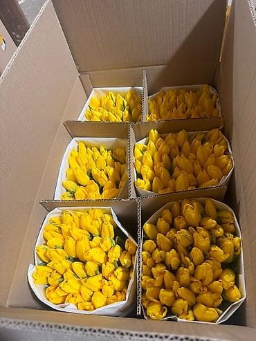 ballet universal: Тюльпаны оптом — 5