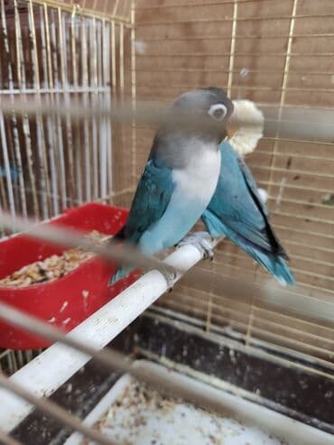 попугай неразлучник купить: Масковый неразлучник считается одним из самых красивых видов — 3