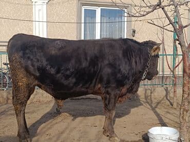 кролик французский баран: Продаю | Бык (самец) | Швицкая | Для разведения, Для молока | Осеменитель, Искусственник — 2