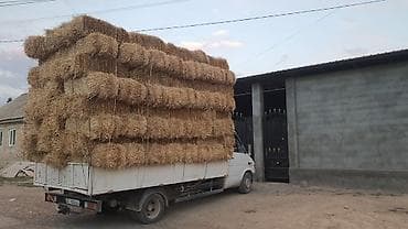Айыл-чарба жаныбарлары: Салома ячмень плотные доставка бесплатно — 1