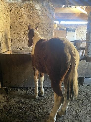 ат жаныбар: Сатам | Тай | Көбөйтүү үчүн — 2